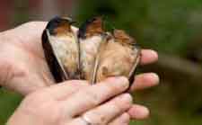 scientists with barn swallows 