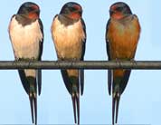 swallows