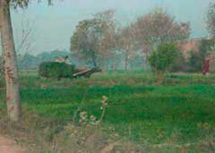 Mustard field surrounding the village